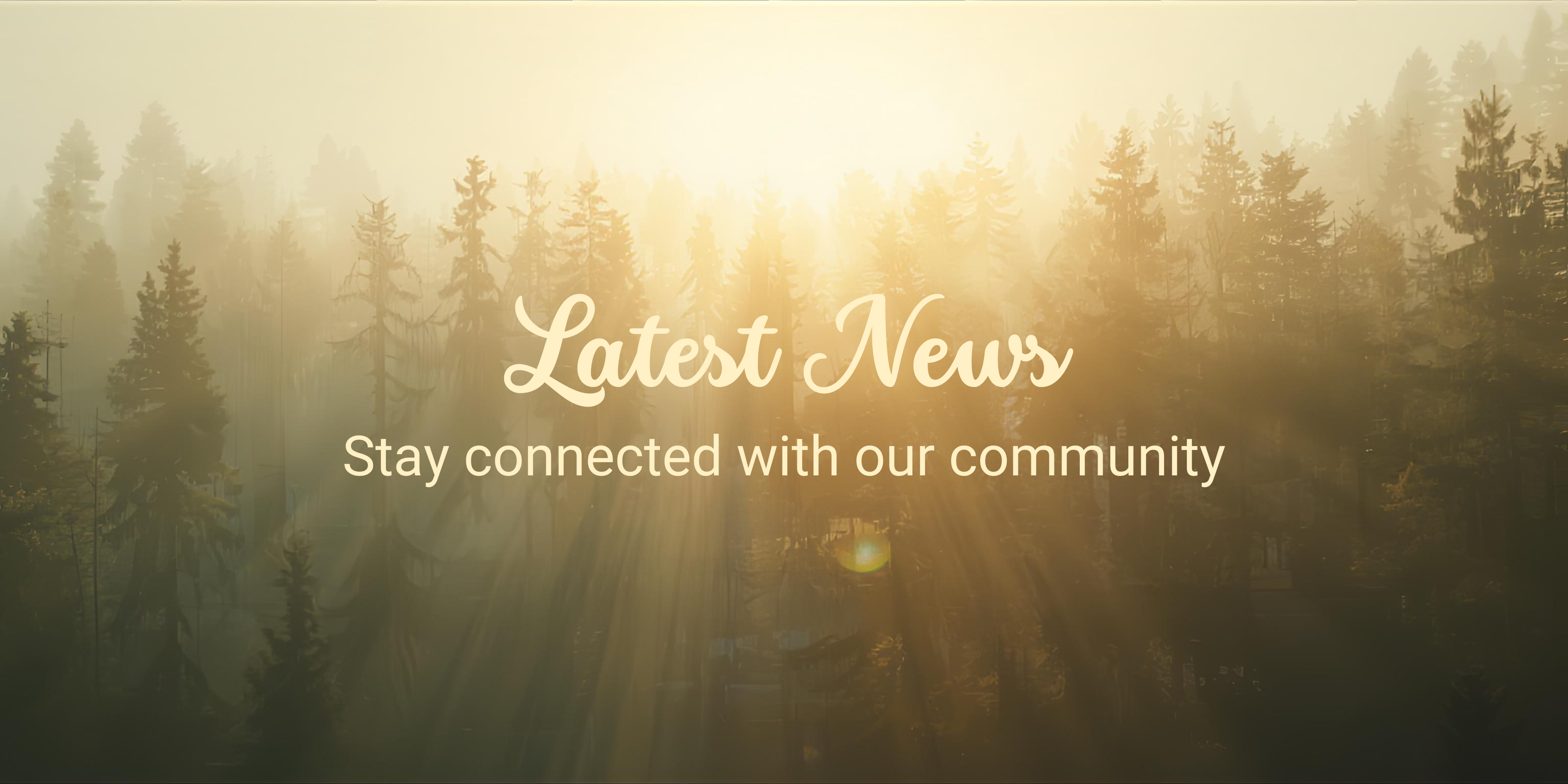 Radiant Sunrise in Misty Fores